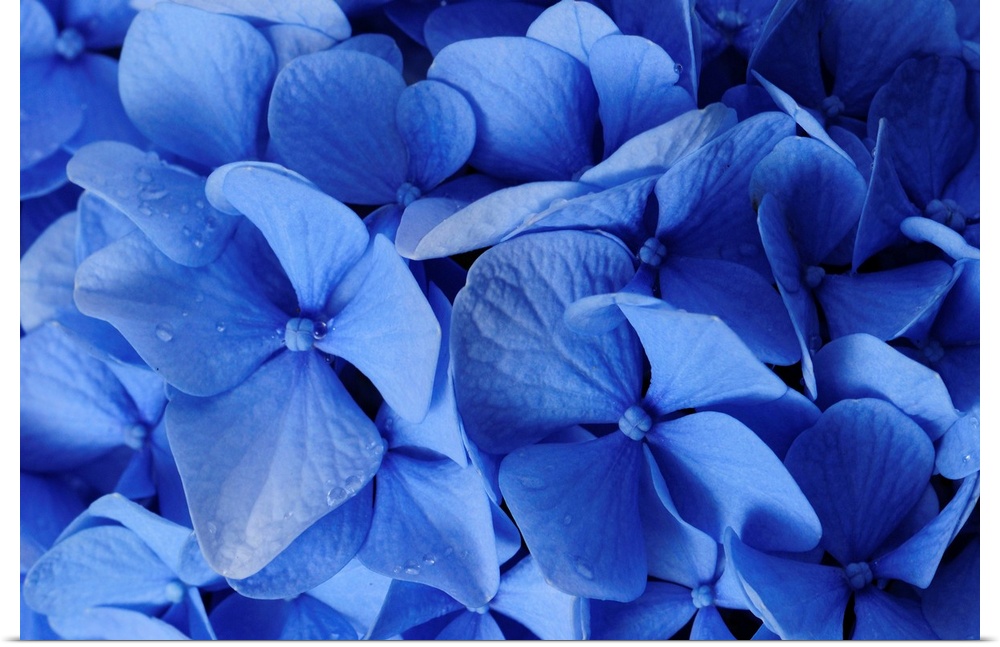 Close up of blue hydrangea flowers, Hydrangea macrophylla.