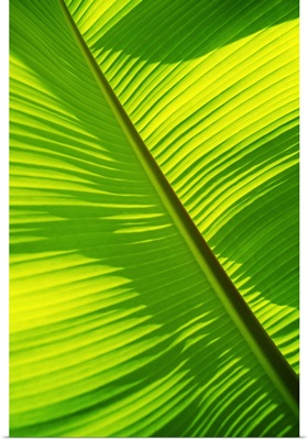 Close-Up Of Bright Green Banana Leaf