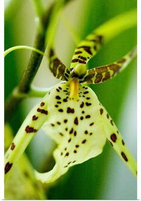 Close-Up Of Bright Green Spider Orchid