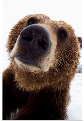 Close Up Of Brown Bear, Alaska Wildlife Conservation Center