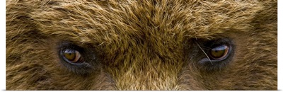 Close up of Brown bears eyes in Hallo Bay Katmai National Park Southwest Alaska