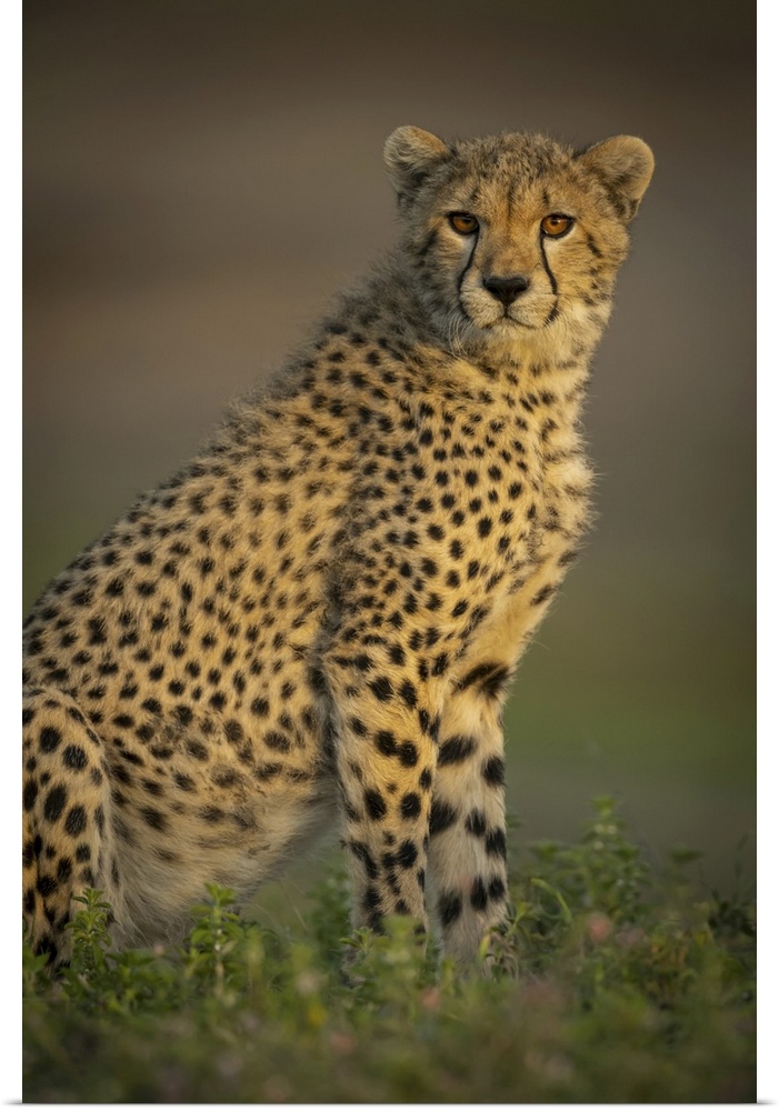 Close-up of cheetah cub (acinonyx jubatus) sitting with catchlight, Serengeti national park, Tanzania.