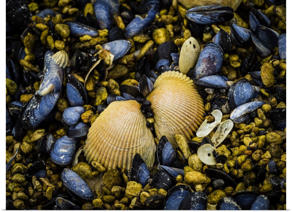 Clam shell and blue mussels (Mytilus edulis) exposed at low tide in Geographic Harbor, Katmai National Park, Alaska