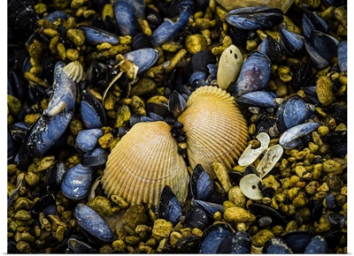 Close-Up Of Clam Shells Ad Blue Mussels, Katmai National Park And Preserve, Alaska