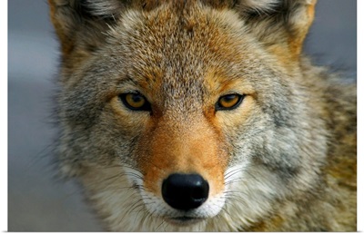 Close Up Of Coyote, Death Valley National Park, California