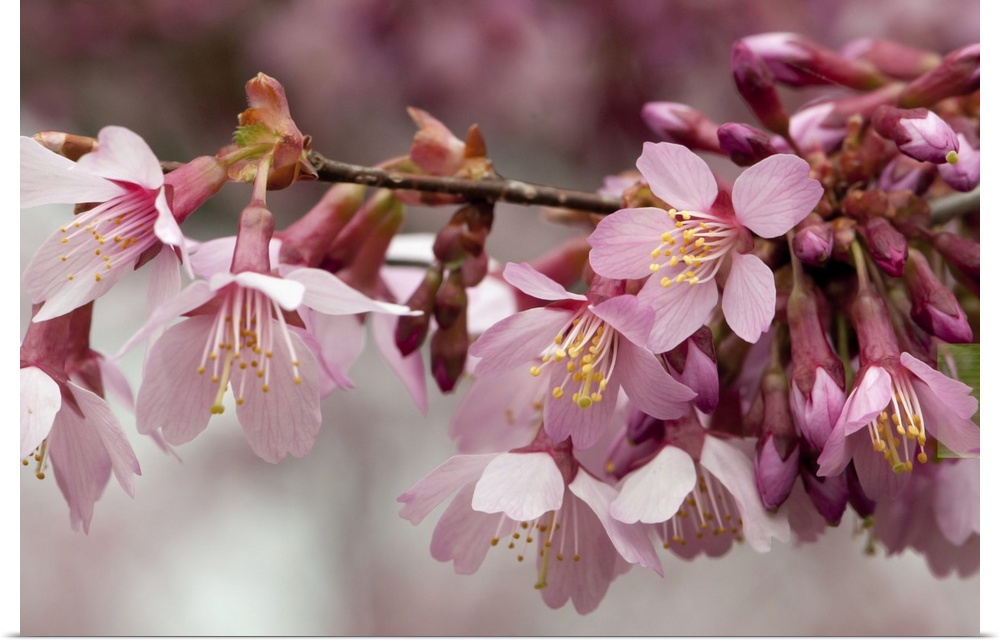 Close up of flowering crabapple flowers, Malus species. Lexington, Massachusetts.