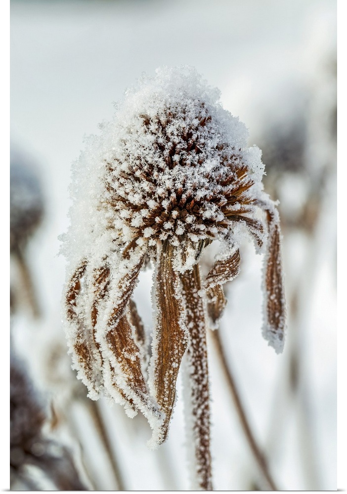 Close-up of frosted dried echinacea stamens; Calgary, Alberta, Canada.