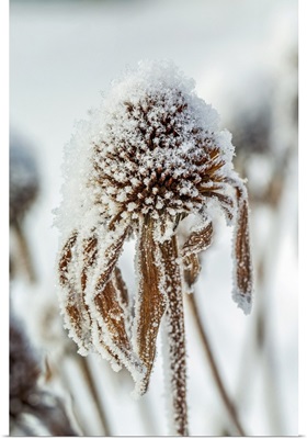 Close-Up Of Frosted Dried Echinacea Stamens, Calgary, Alberta, Canada