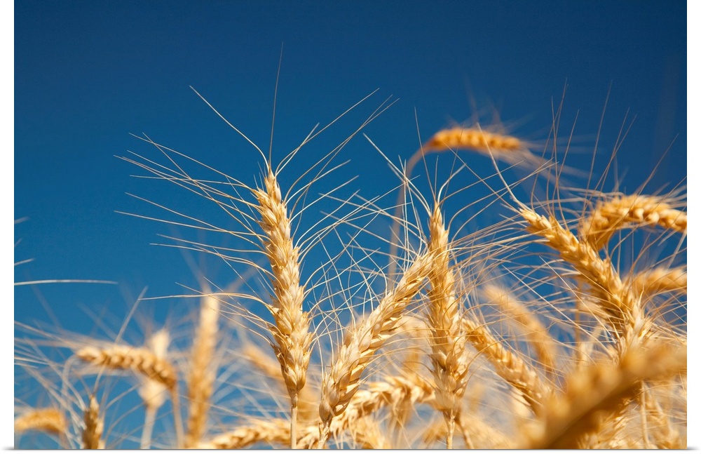 Close-up of golden wheat heads against a bright blue sky in the Willamette valley; Oregon, united states of America.