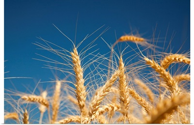 Close-Up Of Golden Wheat Heads Against A Bright Blue Sky, The Willamette Valley, Oregon