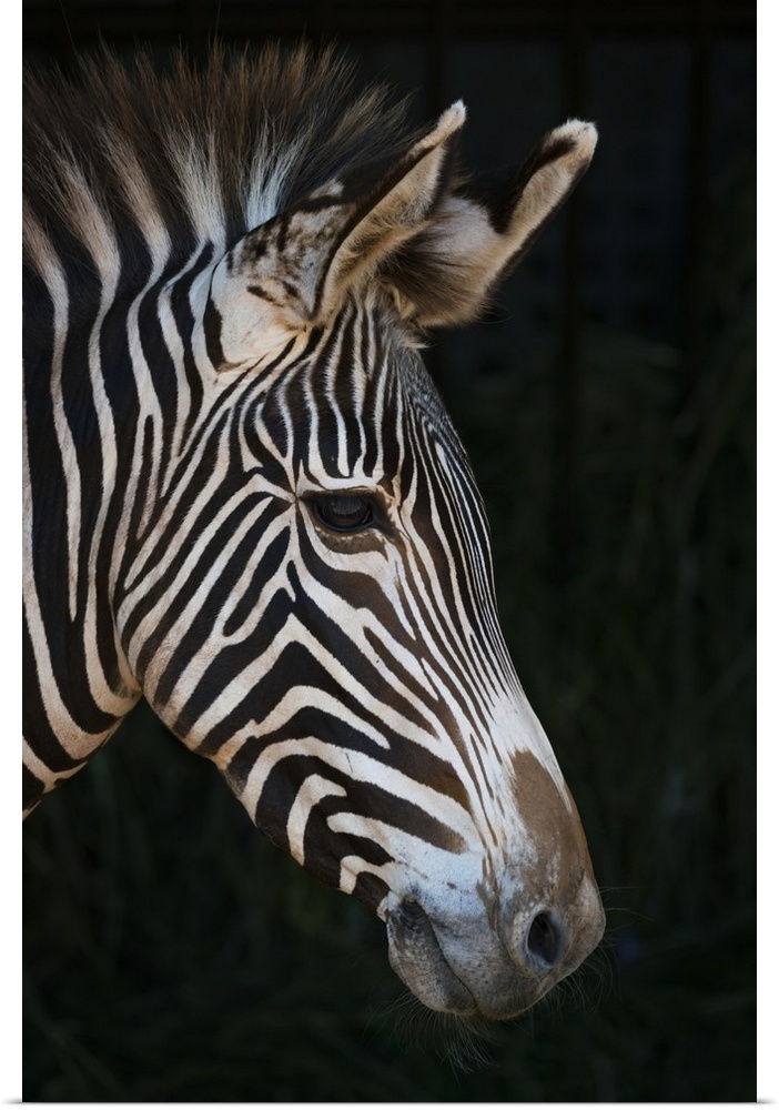 Close-Up Of Grevy's Zebra (Equus Grevyi) Head In Profile Against A Black Background; Cabarceno, Cantabria, Spain