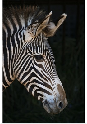 Close-Up Of Grevy's Zebra Head In Profile; Cabarceno, Cantabria, Spain