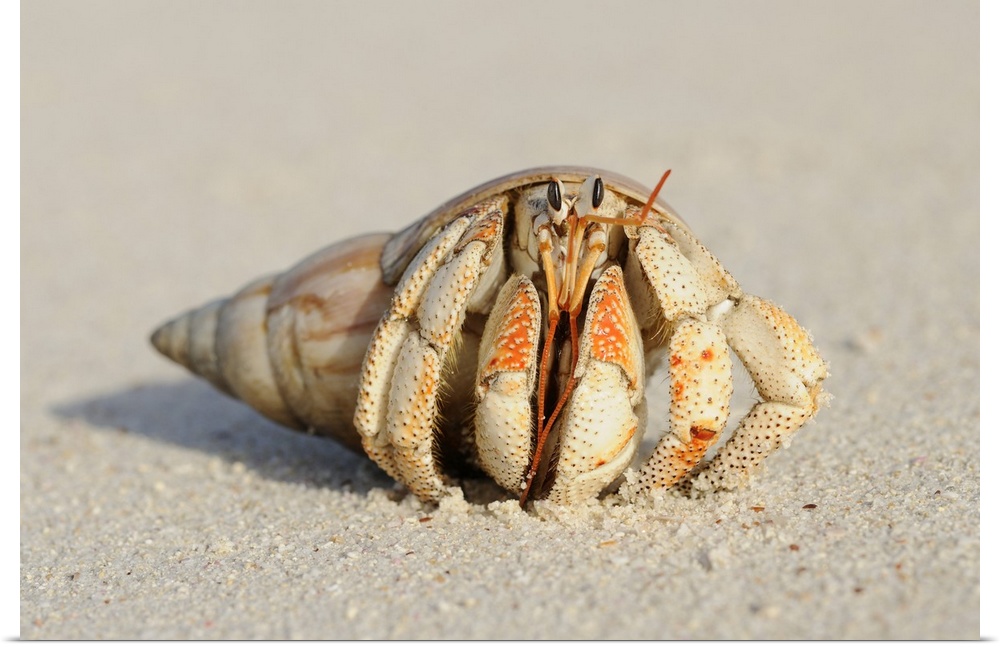 Close-up of Hermit Crab (Anomura) on Sand of Beach, La Digue, Seychelles