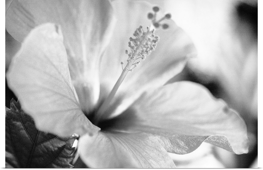 Close-up of hibiscus, Selective focus on petals and center