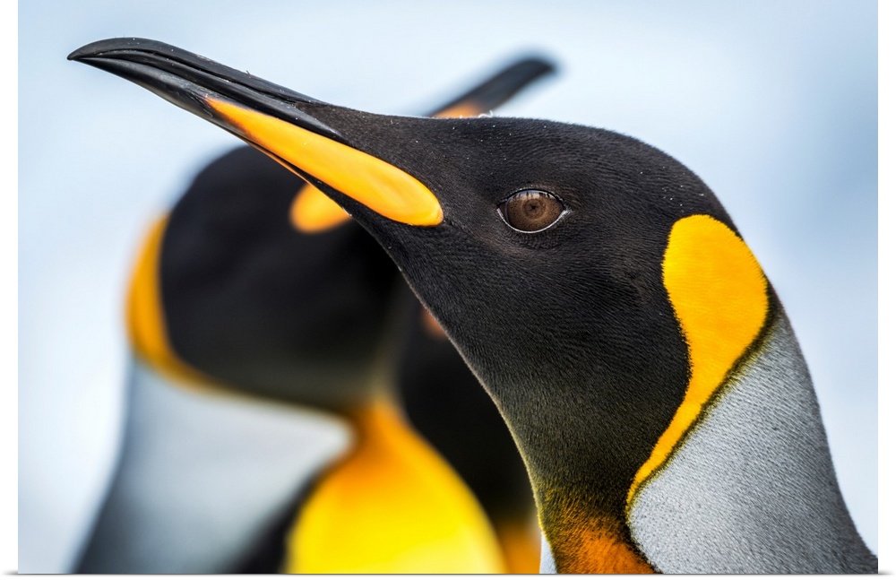 Close up of King Penguin (Aptenodytes patagonicus) with others behind; Antarctic