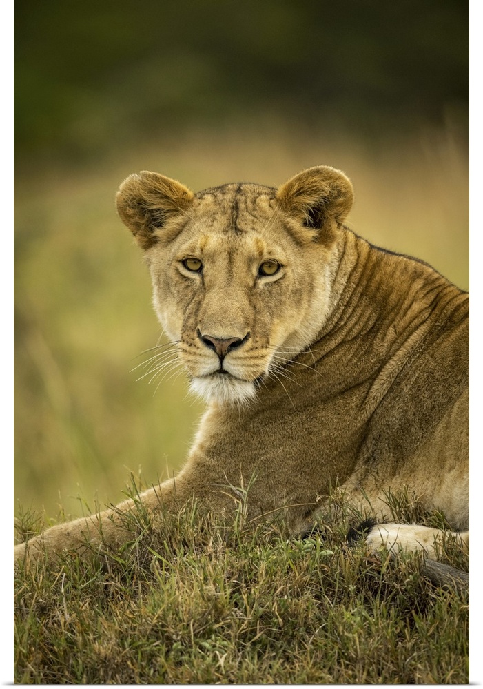 Close-up of lioness (panthera leo) in grass watching camera, Serengeti national park, Tanzania.