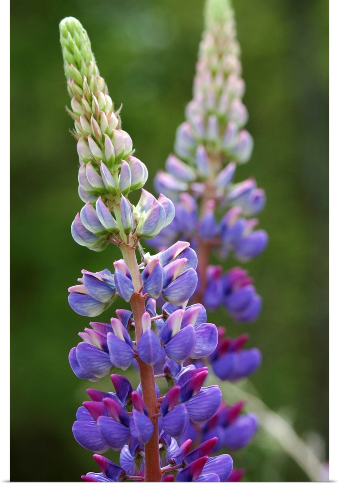 Close up of Lupine flowers (Lupinus sp.). Arlington, Massachusetts. Arlington Massachusetts USA