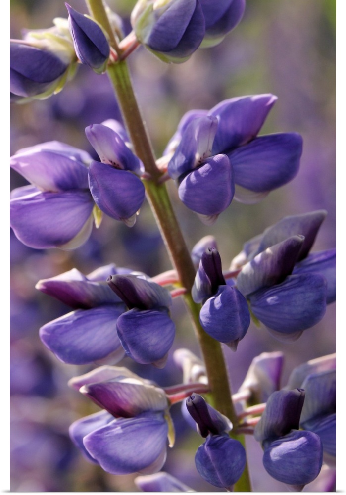 Close up of lupine flowers, Lupinus species, in springtime. Arlington, Massachusetts.