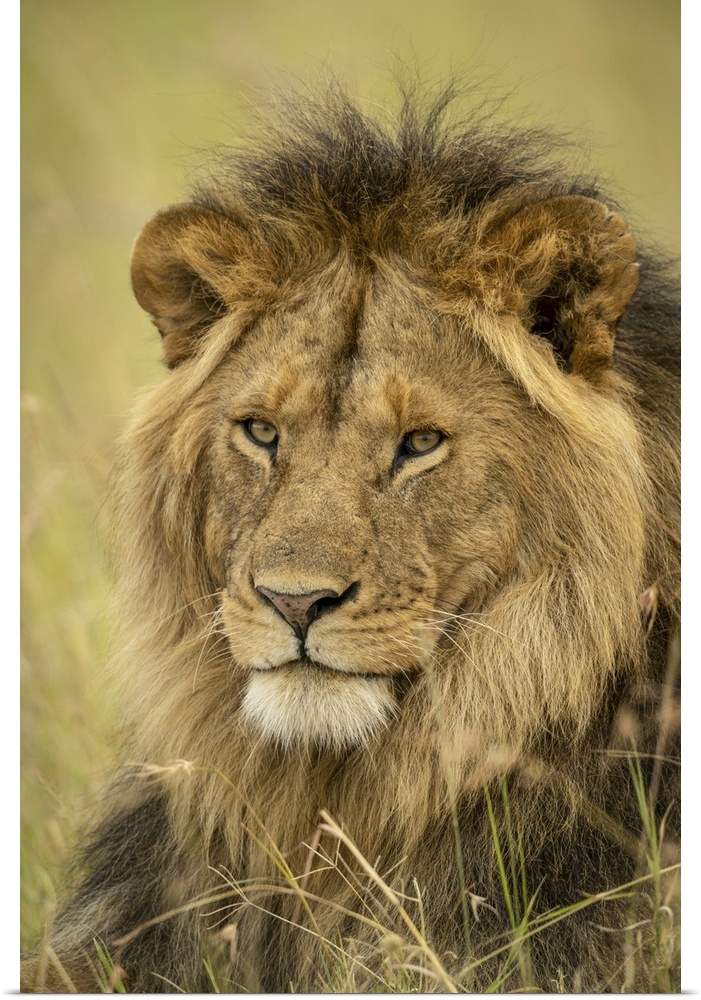 Close-up of male lion (panthera leo) face in grass, Serengeti national park, Tanzania.