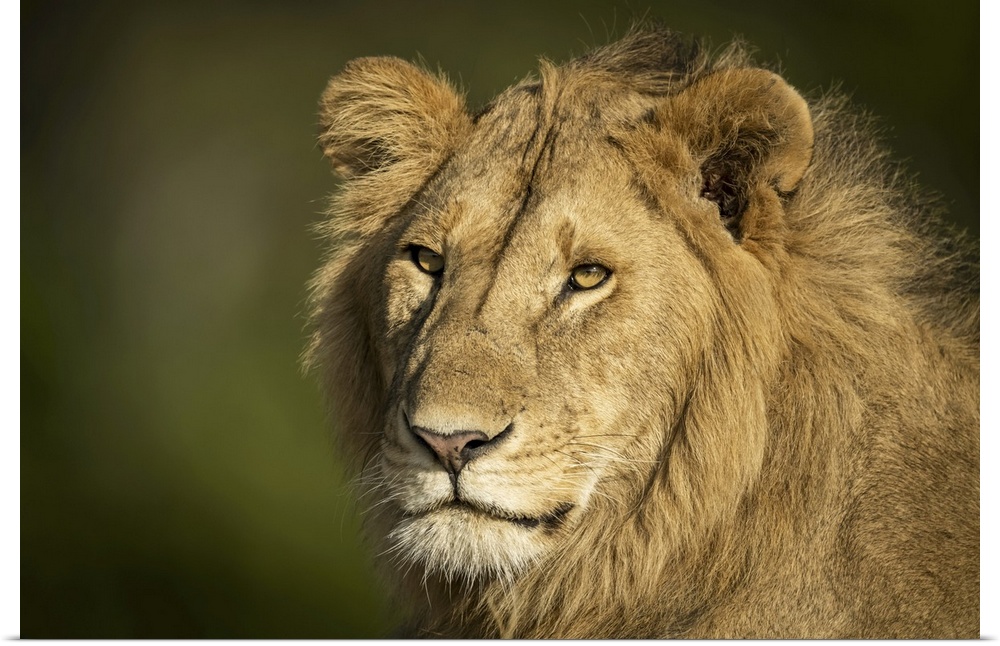 Close-up of male lion (panthera leo) head and shoulders, Serengeti, Tanzania.