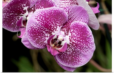 Close Up Of Moth Orchids, Longwood Gardens, Pennsylvania