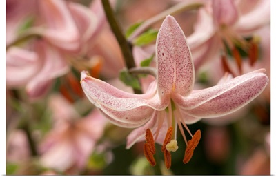 Close Up Of Nodding Pink Lily Flowers, Longwood Gardens, Pennsylvania