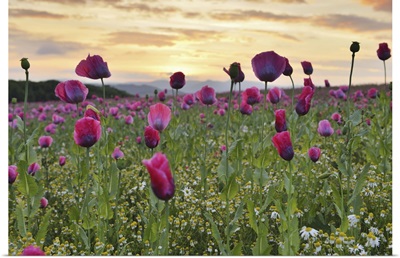 Close-Up Of Opium Poppy Field At Sunrise, Werra Meissner District, Hesse, Germany