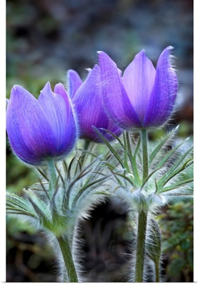 Close up of Pasque Flowers (Spring Crocus) near Tok River State campground, Alaska