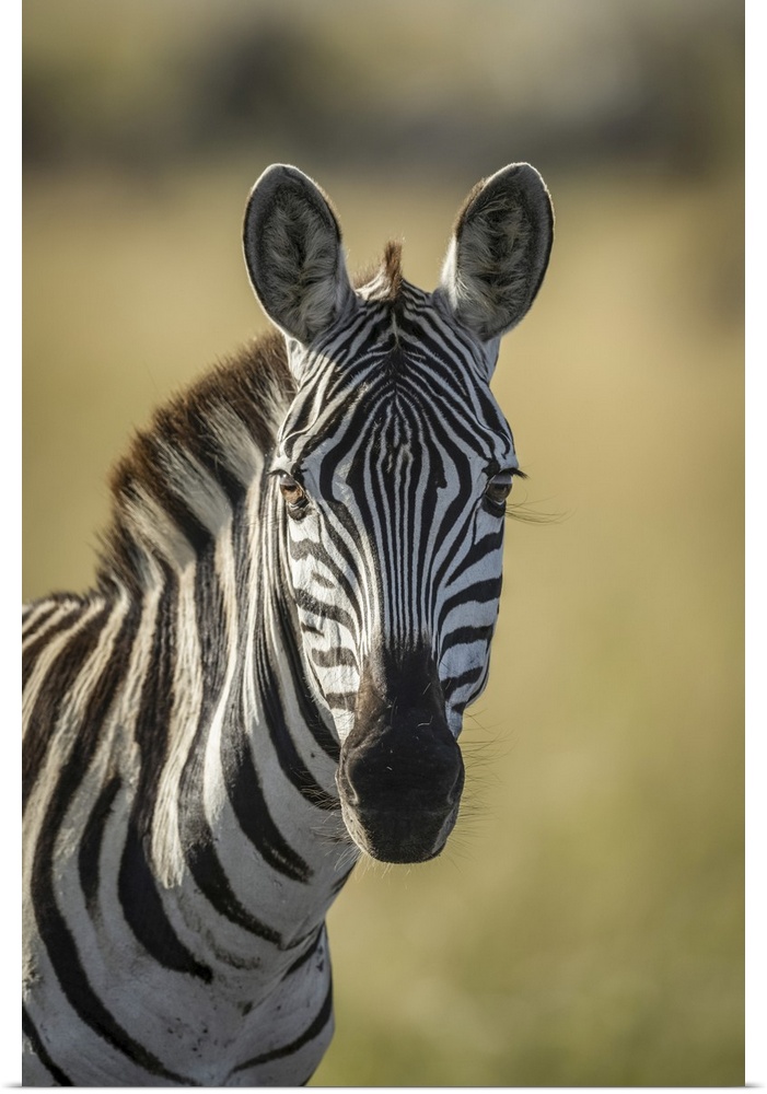 Close-up of plains zebra (equus quagga) looking at camera, Serengeti, Tanzania.