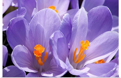 Close up of purple crocus flowers with orange pistil and stamens.; Arlington, Massachusetts.