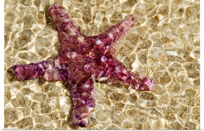 Close-Up Of Purple Starfish Seen Through Crystal Clear Rippling