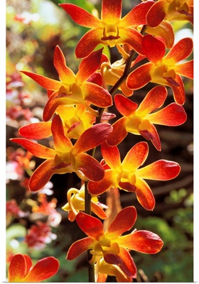 Close-Up Of Red And Yellow Dendrobium Orchids On Plant, Outdoors