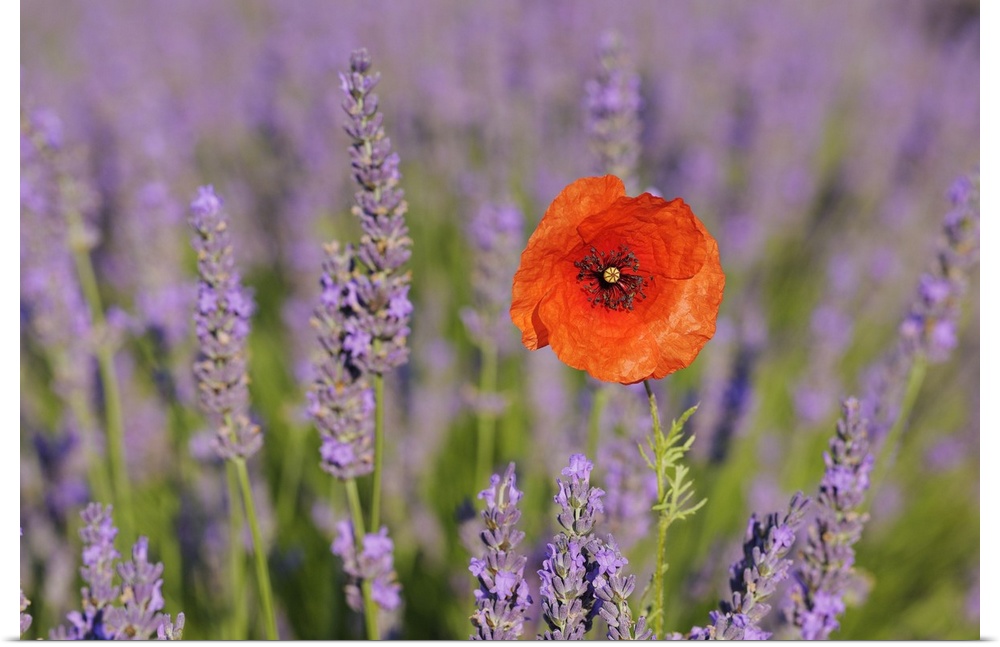Close-up of Red Poppy in Lavender Field, Valensole Plateau, Alpes-de-Haute-Provence, Provence, France