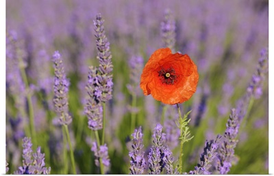 Close-Up Of Red Poppy In Lavender Field, Provence, France