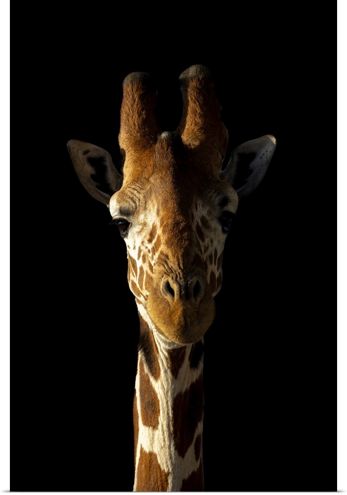 Close-up of reticulated giraffe (giraffa camelopardalis reticulata) against black background, Segera, Laikipia, Kenya.