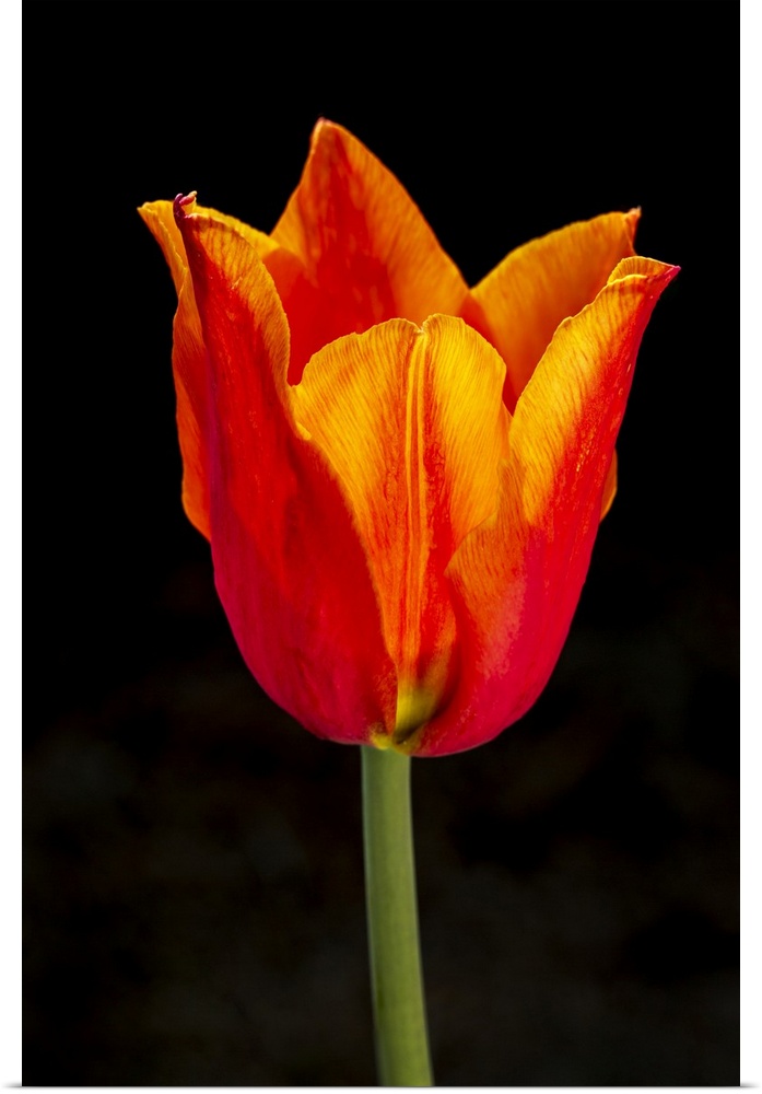 Close-up of single orange tulip with dramatic back lighting and black background