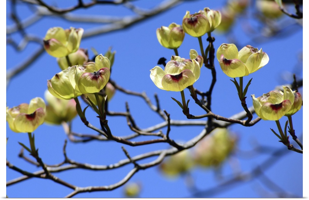 Close up of the branches of a yellow dogwood tree, Cornus species, with delicate yellow blossoms in spring. Cambridge, Mas...