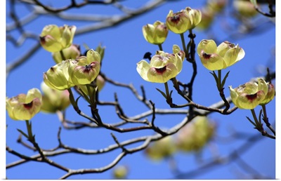 Close Up Of The Branches Of A Yellow Dogwood Tree In Spring, Cambridge, Massachusetts