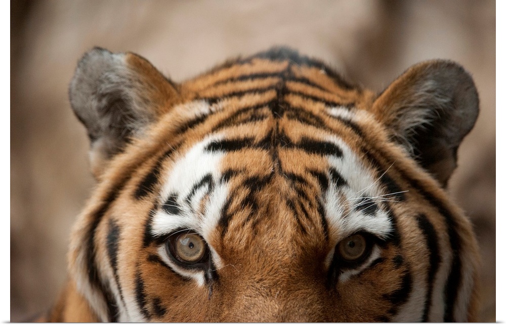 Close-up of the face of an amur tiger (panthera tigris altaica), also called a Siberian tiger, with detail of the fur mark...