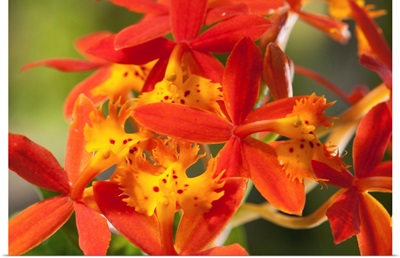 Close up of the flowers of a crucifix orchid, Epidendrum radicans.; Framingham, Massachusetts.