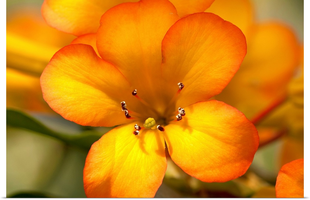 A photograph is taken closely of a bright orange flower with other flower petals and leaves softly out of focus in the bac...