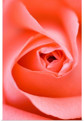 Close Up Of The Inside Of A Pink Rose