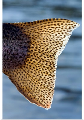 Close up of the tail of a Rainbow Trout backlit by sunshine, Kenai River, Alaska