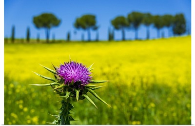 Close-Up Of Thistle In Front Of A Canola Field In Tuscany, Italy