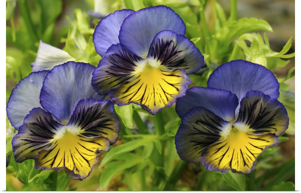 Close up of three blue and yellow pansies, Viola tricolor. Cambridge, Massachusetts.