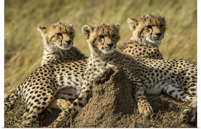 Close-Up Of Three Cheetah Cubs (Acinonyx Jubatus) Lying Together, Serengeti, Tanzania