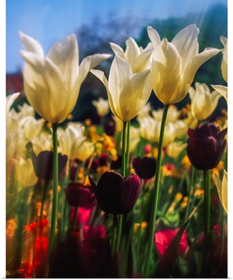 Close-Up Of Tulips In Merrion Square Garden, Dublin, Ireland