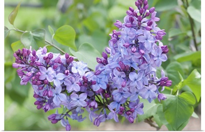 Close Up Of Two Clusters Of Louvois Lilac Flowers, Jamaica Plain, Massachusetts