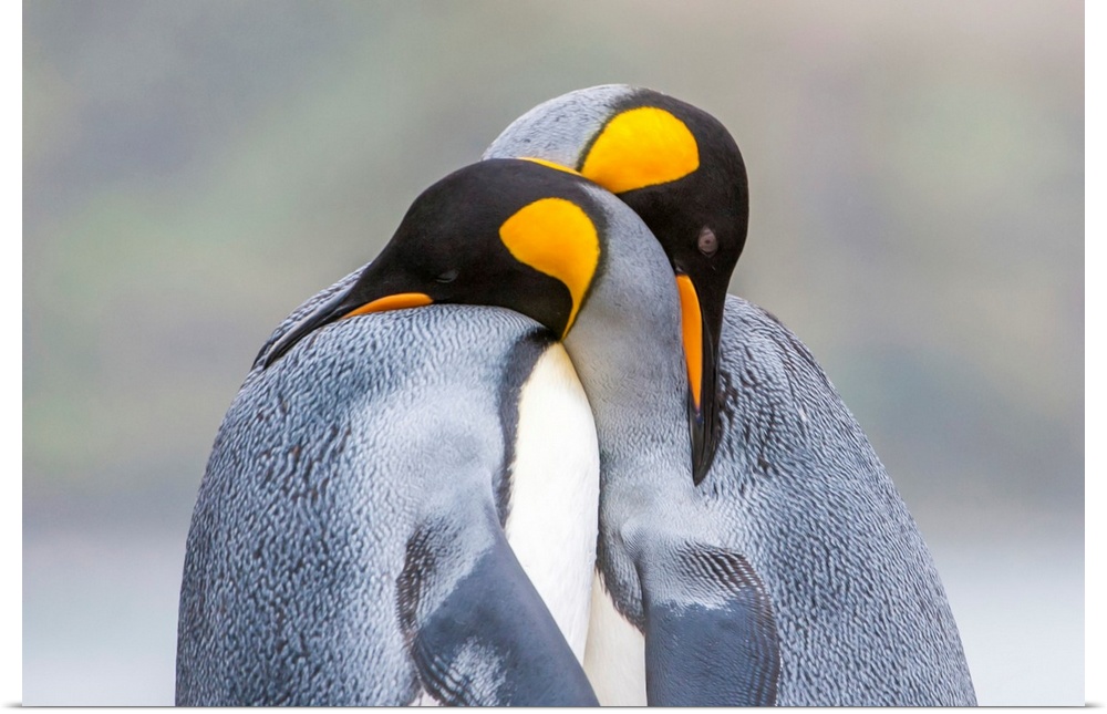 Close-Up Of Two King Penguins In Mating Ritual, South Georgia Island, Antarctica