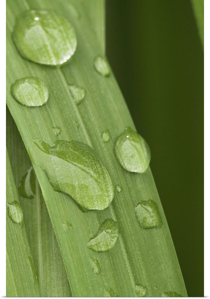Close up of water droplets on a blade of grass, Squire Island in Prince William Sound, Southcentral Alaska